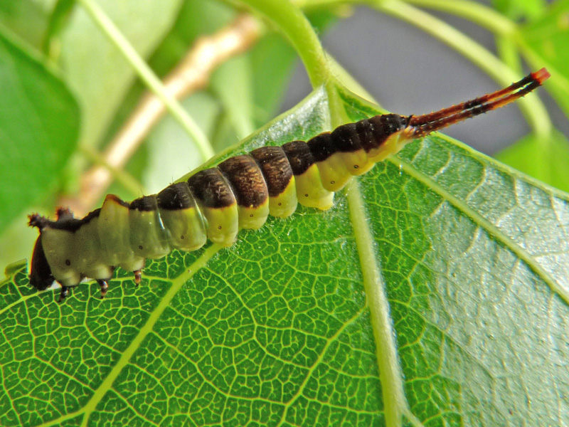 Cerura (Cerura) vinula